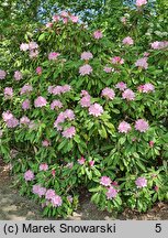 Rhododendron smirnowii (różanecznik Smirnowa)