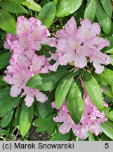 Rhododendron smirnowii (różanecznik Smirnowa)