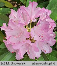 Rhododendron smirnowii (różanecznik Smirnowa)