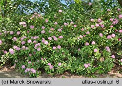 Rhododendron smirnowii (różanecznik Smirnowa)