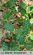 Ilex aquifolium (ostrokrzew kolczasty)