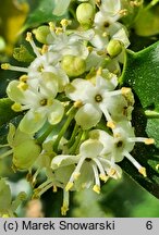 Ilex aquifolium (ostrokrzew kolczasty)