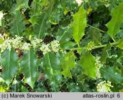 Ilex aquifolium (ostrokrzew kolczasty)