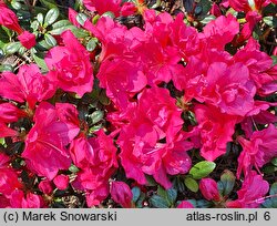 Rhododendron hort. Canzonetta