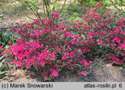 Rhododendron hort. Canzonetta
