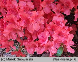 Rhododendron hort. Nordlicht