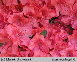 Rhododendron hort. Nordlicht