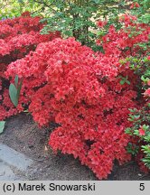 Rhododendron hort. Nordlicht