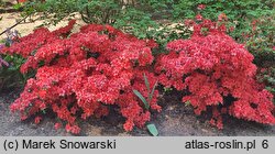 Rhododendron hort. Nordlicht