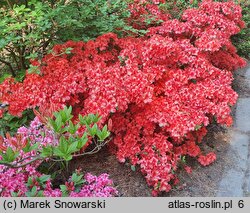 Rhododendron hort. Nordlicht