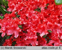 Rhododendron hort. Nordlicht