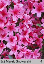 Rhododendron hort. Silvester