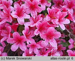 Rhododendron hort. Silvester