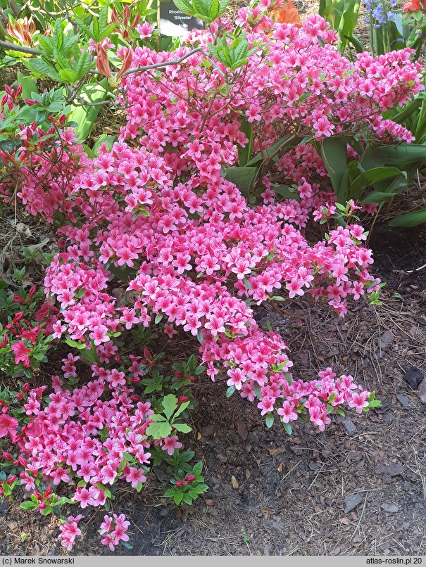 Rhododendron hort. Silvester