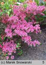Rhododendron hort. Silvester