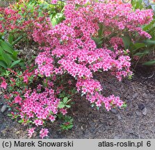 Rhododendron hort. Silvester