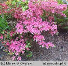 Rhododendron Silvester