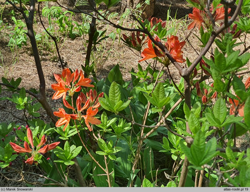 Rhododendron hort. Gibraltar