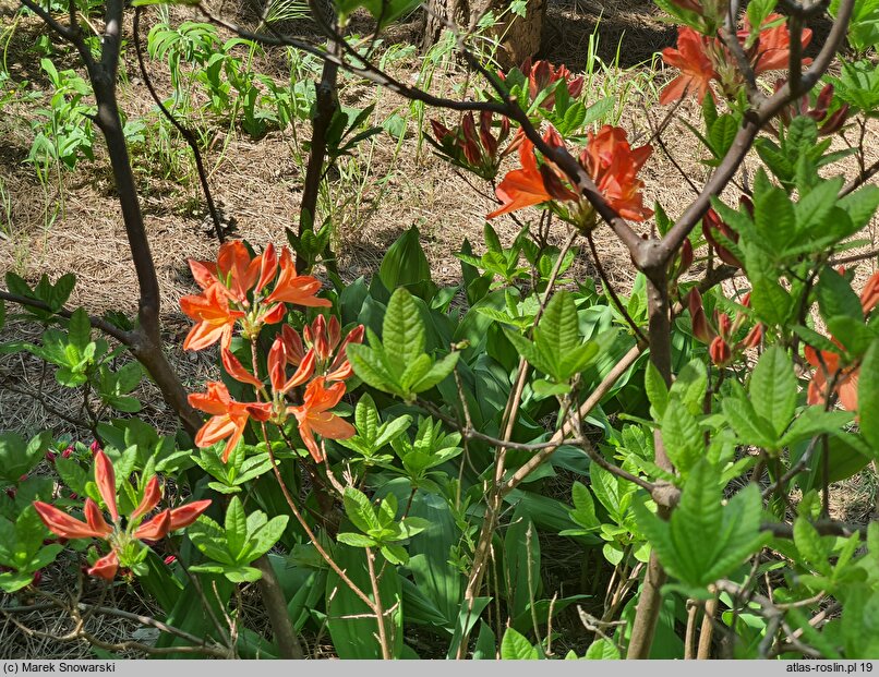 Rhododendron Gibraltar