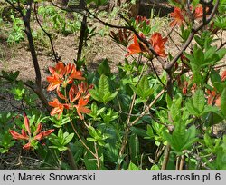 Rhododendron Gibraltar