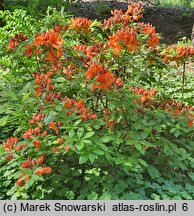 Rhododendron Gibraltar