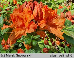 Rhododendron hort. Gibraltar