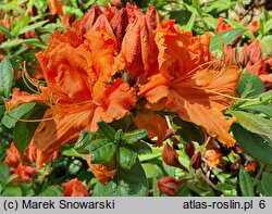 Rhododendron Gibraltar