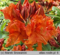 Rhododendron Gibraltar