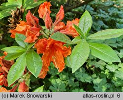 Rhododendron Gibraltar