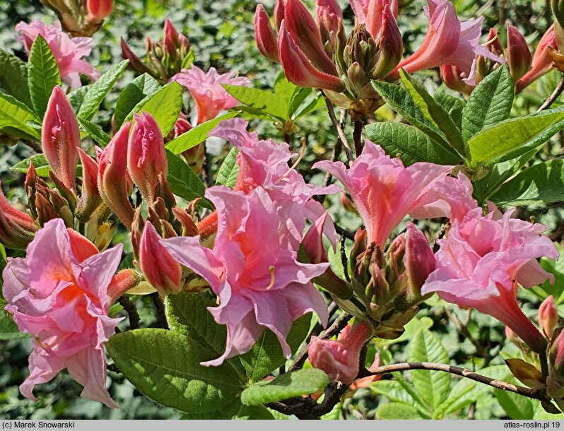 Rhododendron hort. Aida