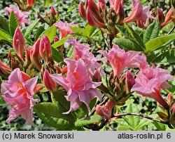 Rhododendron hort. Aida