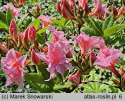 Rhododendron Aida