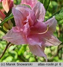 Rhododendron hort. Aida