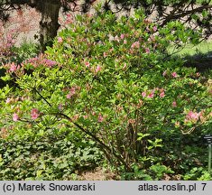 Rhododendron hort. Aida