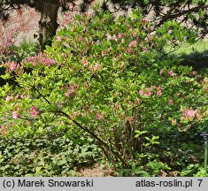 Rhododendron Aida