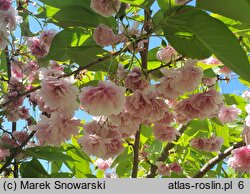 Prunus serrulata Fugenzo