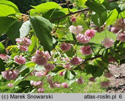 Prunus serrulata Fugenzo