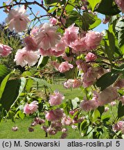 Prunus serrulata Fugenzo