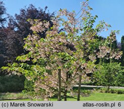 Prunus serrulata Shimidsu