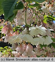 Prunus serrulata Shimidsu