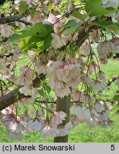 Prunus serrulata Shimidsu