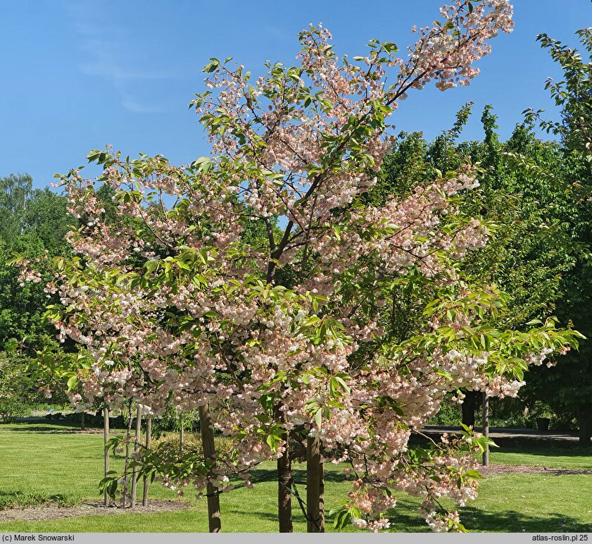 Prunus serrulata Shimidsu