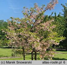 Prunus serrulata Shimidsu