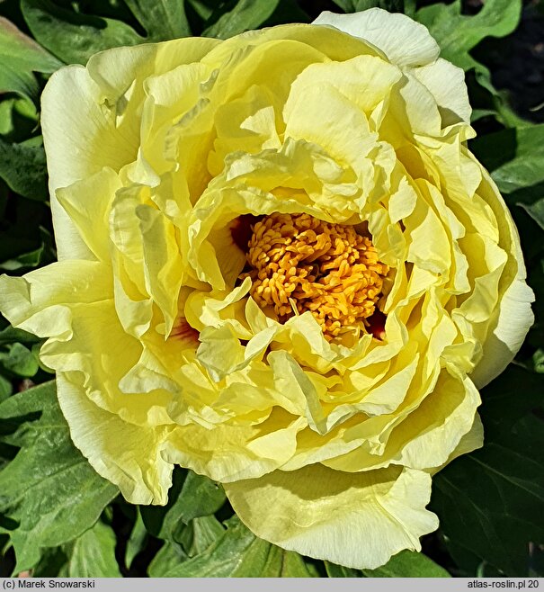 Paeonia ×suffruticosa Oukan