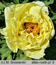 Paeonia ×suffruticosa Oukan