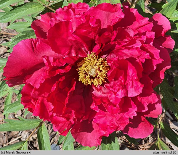 Paeonia ×suffruticosa Shimazu Beni