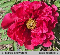 Paeonia suffruticosa Shimazu Beni