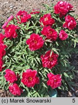 Paeonia ×suffruticosa Taiyo
