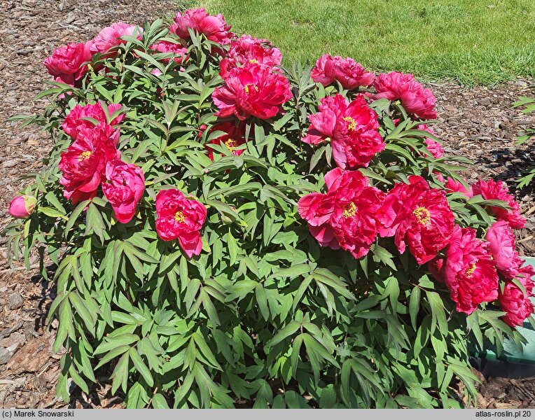 Paeonia ×suffruticosa Taiyo