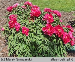 Paeonia suffruticosa Taiyo